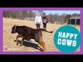 Rescued Cows Explore Their New Pasture For The FIRST TIME