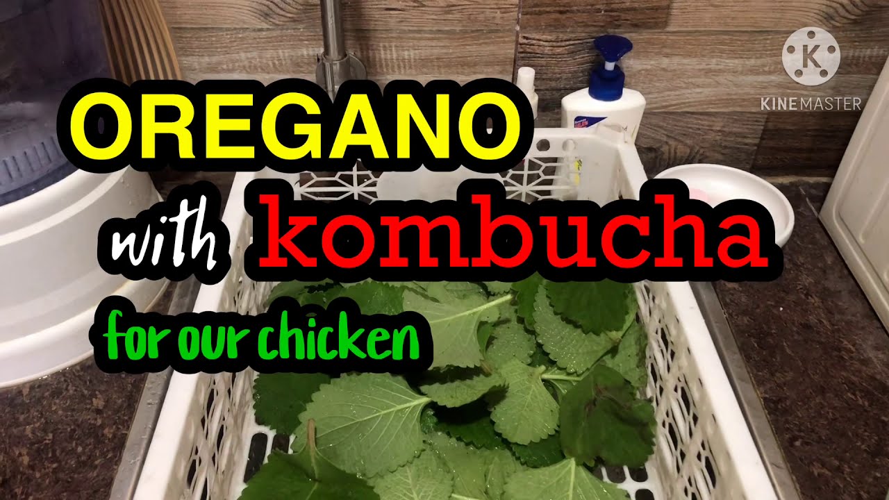 OREGANO(karabo sa bisaya) with KOMBUCHA - for our Chicken #