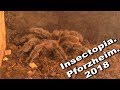 Pforzheim.  Insectopia 2018.  Выставка пауков, скорпионов, жуков.