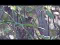 Hidden in the willows: Southern Utah biologist crawls through dense thicket seeking rare bird