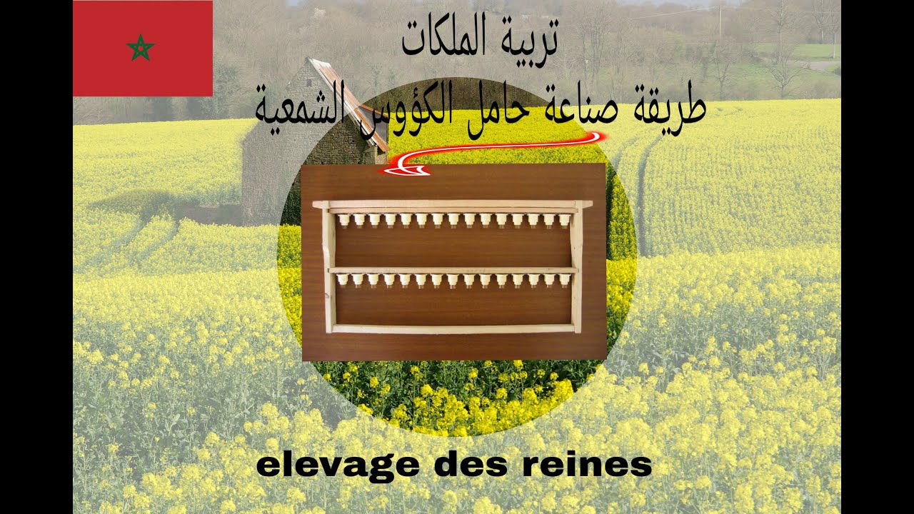 تربية الملكات (صناعة إطار حامل الكؤوس) beekeeping
