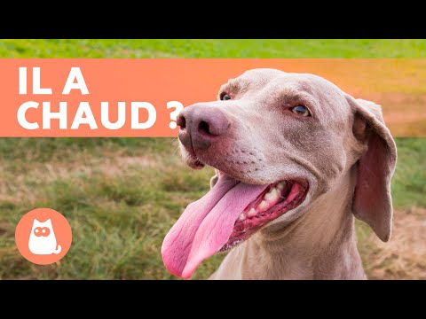 Vidéo: Pourquoi les chiens tirent la langue ?