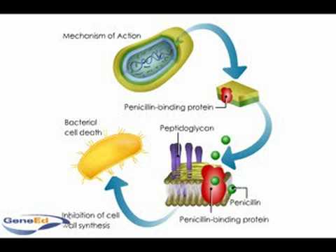 Penicillin Mechanism Of Action Animation