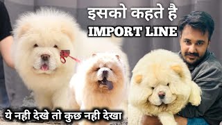 Real Import line ❌ No over price ❌ | chow chow for sale | import line chow chow