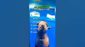 Ranking Sea Lions Losing Their Minds!