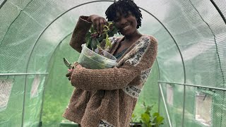 Gardening 101 - Harvesting Lettuce from my greenhouse