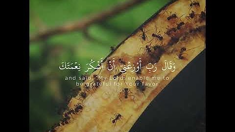 سورة النمل - حَتَّىٰ إِذَا أَتَوْا عَلَىٰ وَادِ النَّمْلِ | اسلام صبحي | حالات واتس دينية