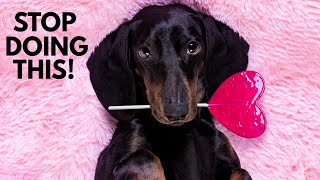 5 Ways You Are Hurting Your Dachshund Without Realizing
