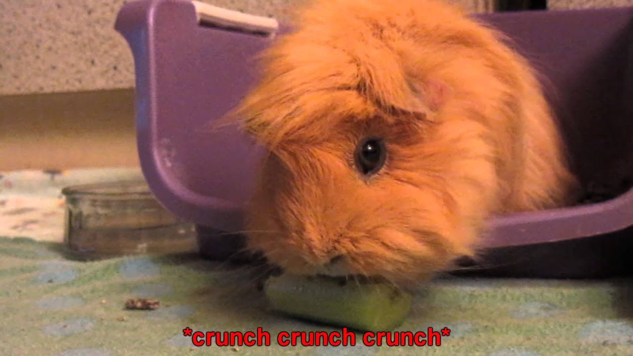 Guinea Pig Eating Celery YouTube