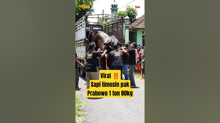 viral ‼️ Sapi limosin Pak prabowo seberat 1 ton 80kg #sapipresiden #sapiprabowo #viral