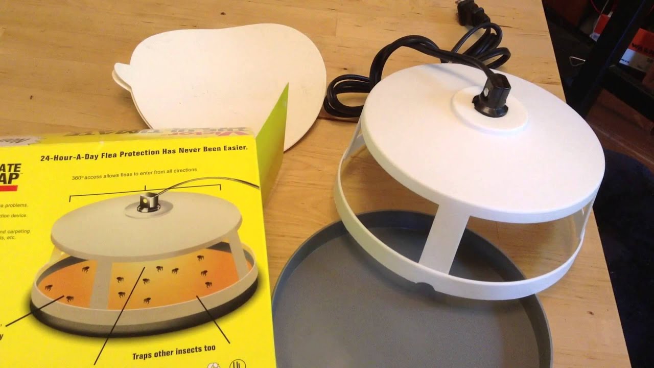 How To Kill Fleas Without Poison - YouTube