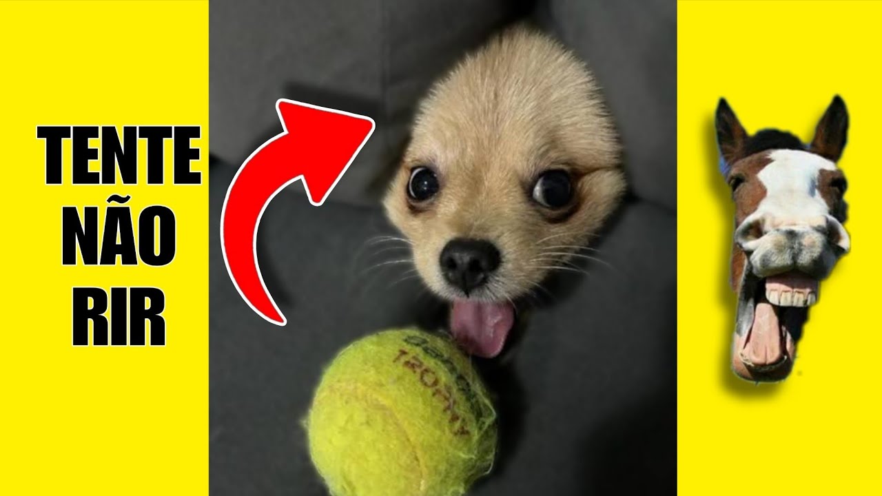 VÍDEOS ENGRAÇADOS 54: TENTE NÃO RIR #videosengracados #tentenaorir #humor #comedia #memes #viral 
