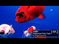 Relaxing Underwater Sound W/ Aquarium Fish Loop 1 Hour For Better Sleeping &amp; Meditation I ASMR I 4K