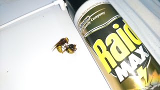 Raid Max Eşek Arısı Test