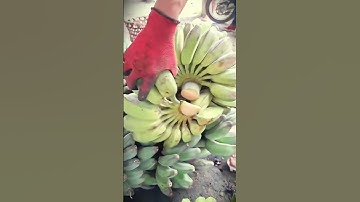 smart trick: how to quickly peel bananas with a sharp knife #shorts