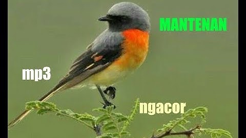 MASTERAN BURUNG MANTENAN