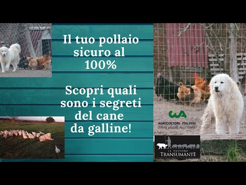 29. Il cane da pastore a protezione delle galline