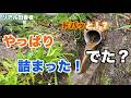 詰まりそうだなって思ってたけどやっぱり詰まった例のパイプ