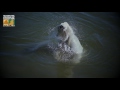 Isbjørnene i Skandinavisk Dyrepark