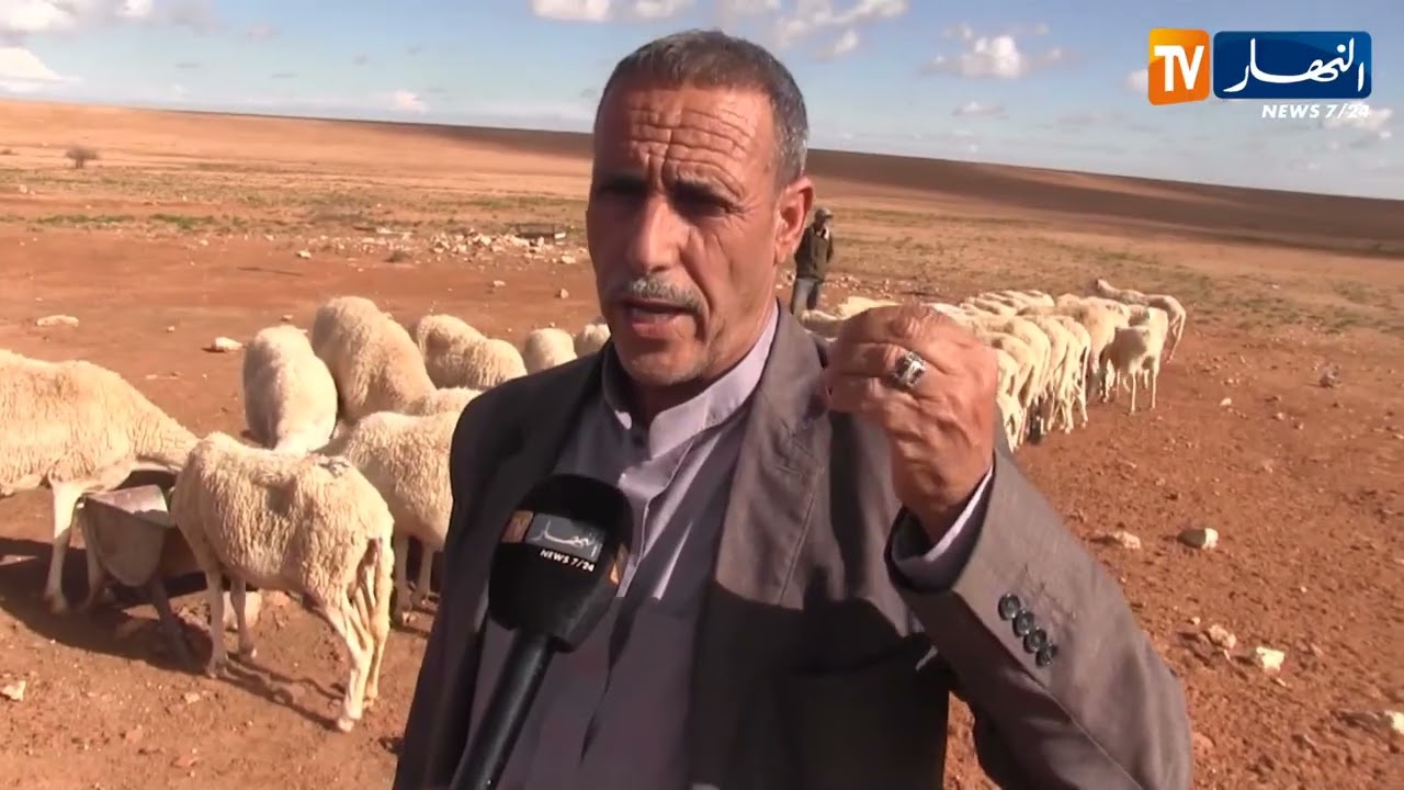 سعيدة : إرتفاع في أسعار الأعلاف والنخالة تتصدر القائمة