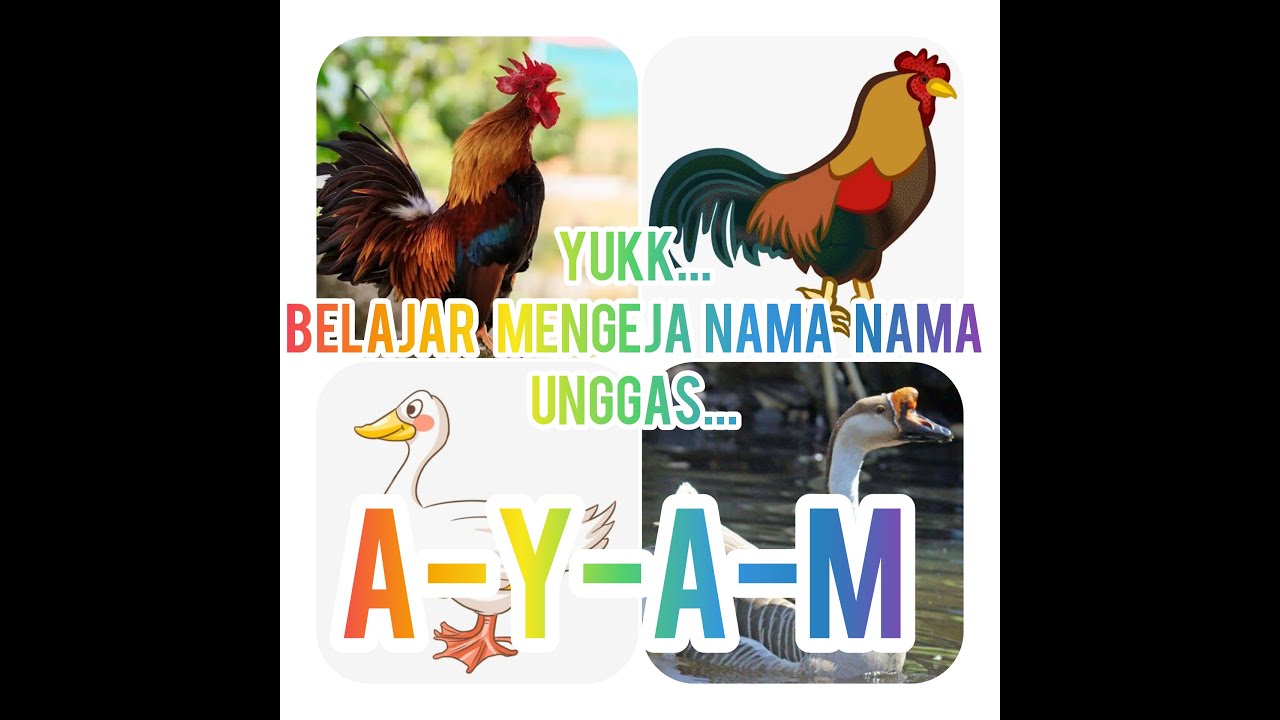 99 Gambar Dan Nama Unggas HD Terbaru