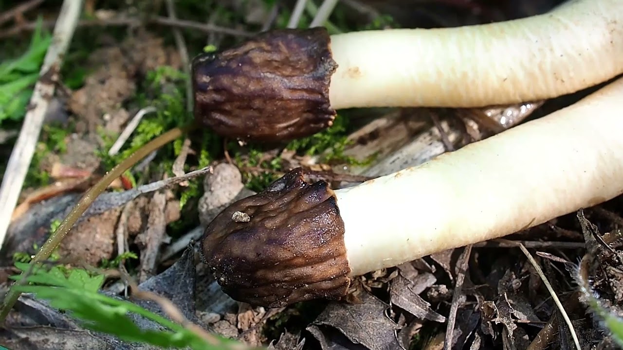 Verpe conique (champignon comestible) biotope à morilles