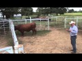 Using Natural Cattle Behavior to Move Cattle