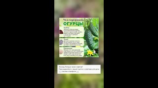 Три лучших подкормки для огурцов