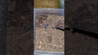 Scopelobates Sericeus Feeding Dominican Blue Dwarf Tarantula
