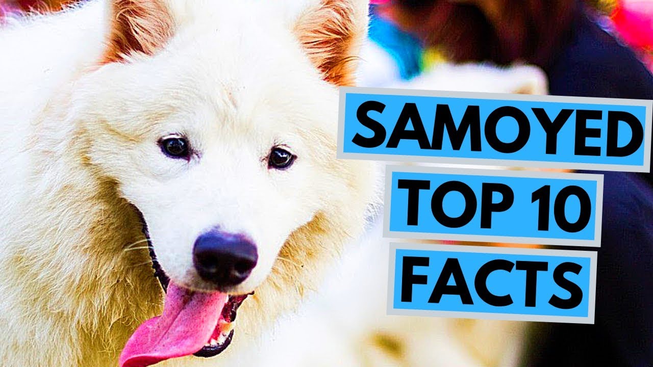 Samoyed - TOP 10 Interesting Facts
