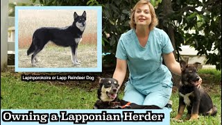 Owning a Lapponian Herder? | New AKC dog Breed