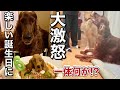 楽しい誕生日のはずが大激怒される大型犬