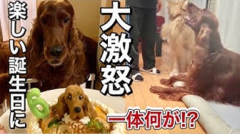 犬いたずら Youtube