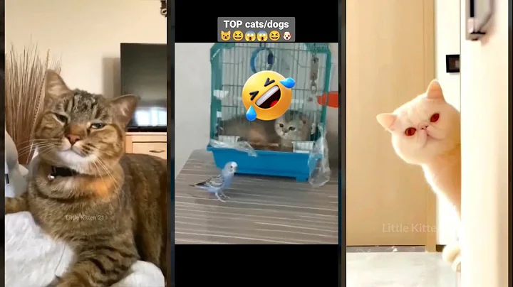 Video 10686631: cat fight funny cute, funny big cat, funnycats