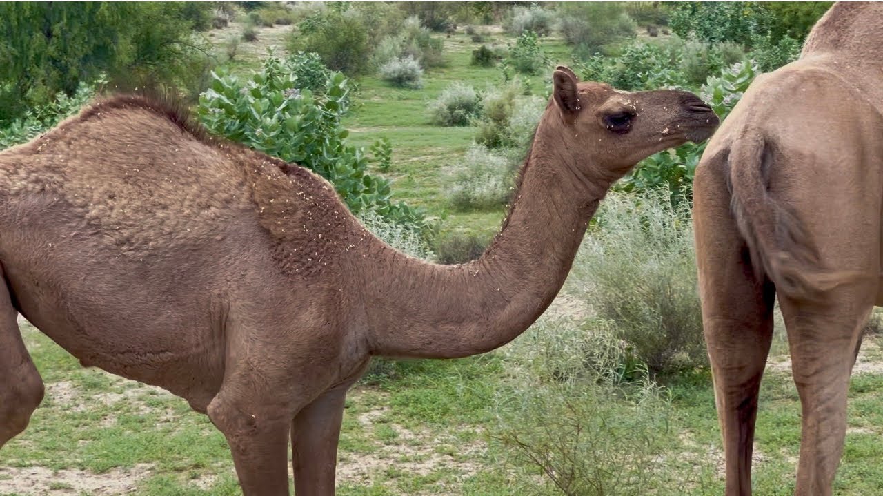 Hungry Camels in the Desert | Thirsty Camels Eating Green Grass