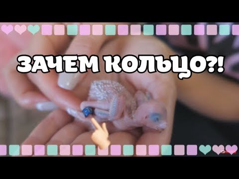 Зачем кольцевать птенцов? Кольцевание - прихоть или необходимость?