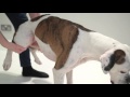 How to Help a Choking Dog How to Help a Choking Dog