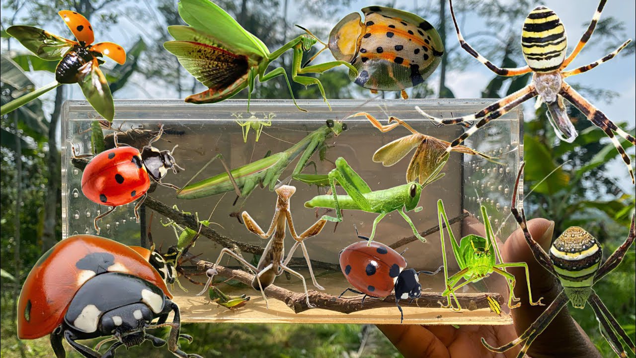 Gt Insects Catching Various Insects Around Us | Backyard Bug Hunt Adventure! - YouTube