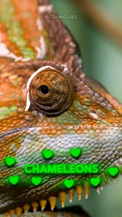 Did You Know This About Chameleons?! 👀🦎 #Shorts