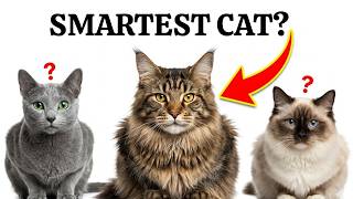 Top 10 Smartest Cat Breeds in the World — The Winner May Surprise You | Pet Behavior
