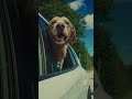 an affordable car mount