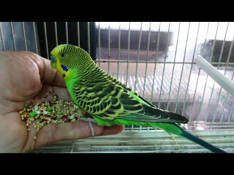 ترويض طائر بيريش 2019 مراد قسنطيني ملك الحسون 