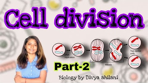 Cell Division & Cell Cycle in One Shot - All Theory, Tricks & PYQs Covered | Class 11 BY Divya maam