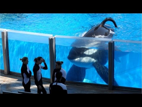 Videó: A SeaWorld Tilikum Gyilkos Bálna Meghal