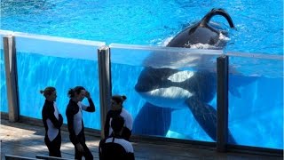 Tilikum, SeaWorld's most famous orca whale, has died