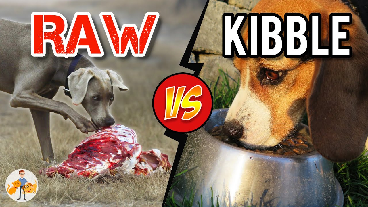 Should You Feed Raw Food vs Kibble? Benefits and Risks - Dog + Cat Health Vet Advice