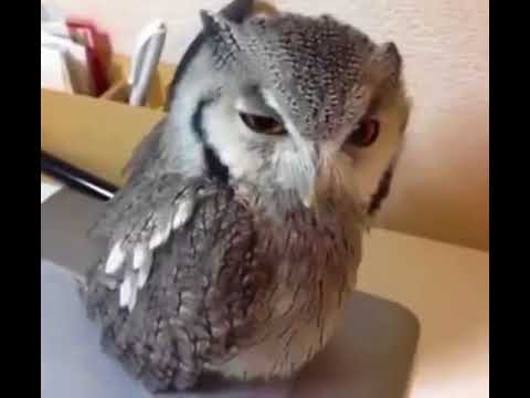 owl-says-hey,-meme