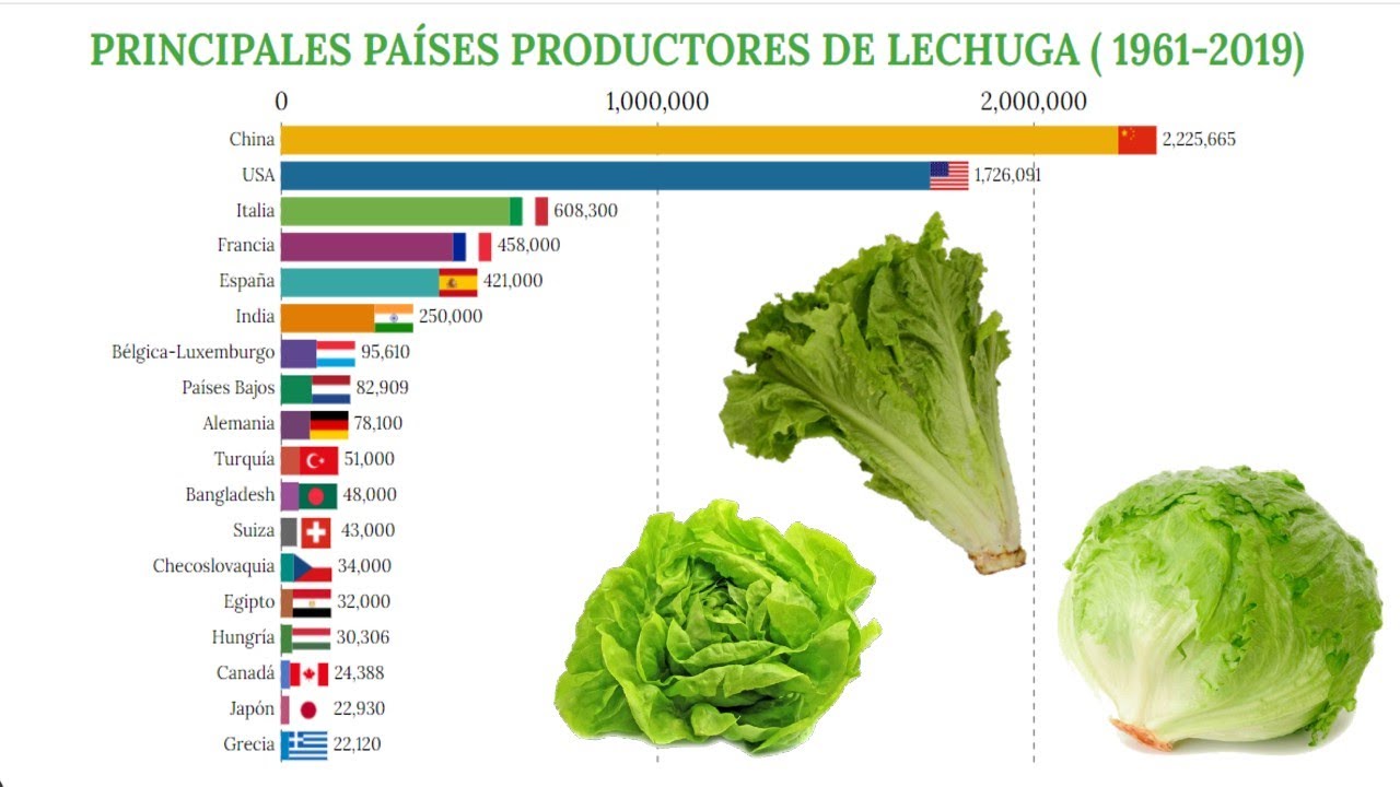 De Que Pais Viene La Lechuga