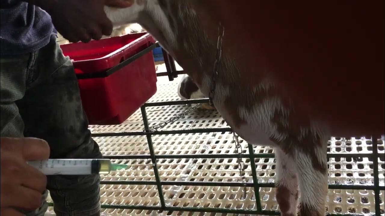 Goat Sheep intramuscular injection pushing process YouTube