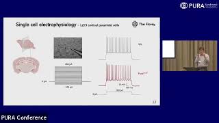 Using mouse models to understand why seizures occur in PURA Syndrome